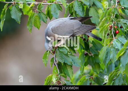 Un pigeon à bois commun adulte dans un cerisier. Banque D'Images