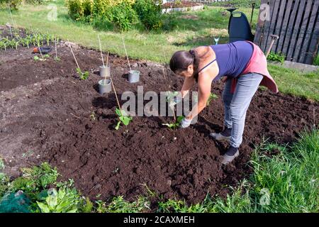 Femme plantant de jeunes plants de citrouille sur un allotissement Banque D'Images