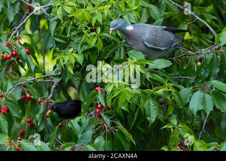 Un Woodpigeon commun adulte et un Blackbird eurasien mâle dans un cerisier Banque D'Images