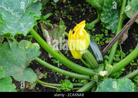 Plante de courgette avec fleur et courgette Banque D'Images