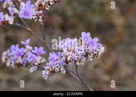 Limonium gmelinii, Statice de Sibérie. Plante sauvage en été. Banque D'Images