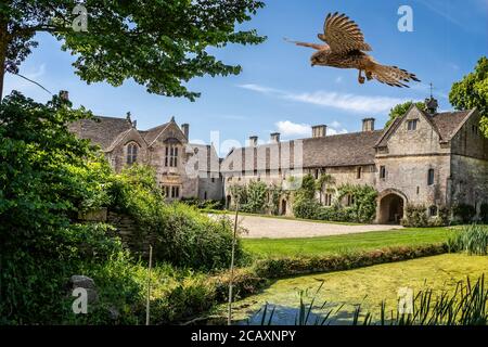 Kestrel survolant la douve devant le Great Chalfield Manor House et la douve dans le Great Chalfield, Wiltshire, Royaume-Uni, le 24 mai 2020 Banque D'Images