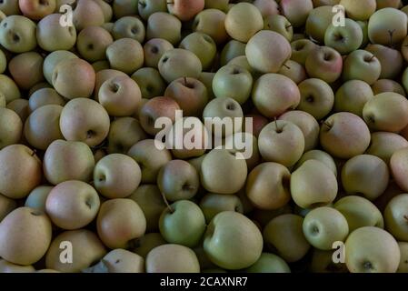 Pommes Golden Delicious, originaires de Virginie occidentale, à vendre dans les collines Apple, en Californie du Nord, en marché libre, en arrière-plan ou en toile de fond Banque D'Images