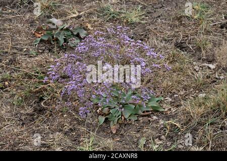 Limonium gmelinii, Statice de Sibérie. Plante sauvage en été. Banque D'Images