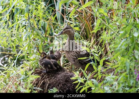 Canard colvert femelle (Anas platyrhyncos) avec conduits Banque D'Images