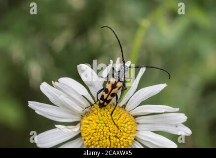 Le long corned Beetle (Raputela/ Strangalia maculata) Sur une marguerites aux yeux de l'Ox Banque D'Images