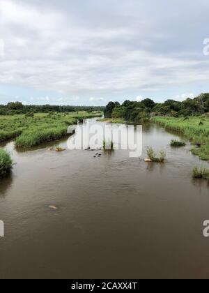 Hippopotame sauvage dans une rivière boueuse au parc national Kruger, Afrique du Sud Banque D'Images