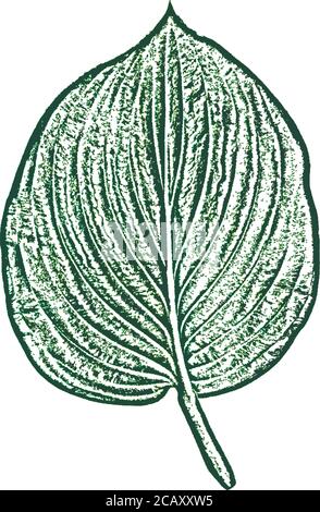 Feuilles d'arbre de détresse, texture du feuillet. Fond vert et blanc grunge. Vecteur EPS 8. Illustration de Vecteur