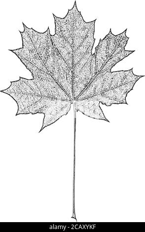 Feuilles d'arbre de détresse, texture du feuillet. Fond noir et blanc grunge.EPS8. Illustration vectorielle. Illustration de Vecteur