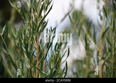 Estragon (Tarragon) plante culinaire à base de plantes en gros plan, macro-photographie avec mise au point sélective et fond bokeh doux. Banque D'Images