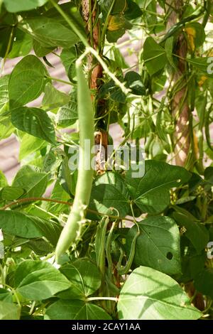 les haricots dans le champ fleurissent avec des fleurs rouges au début de l'été Banque D'Images