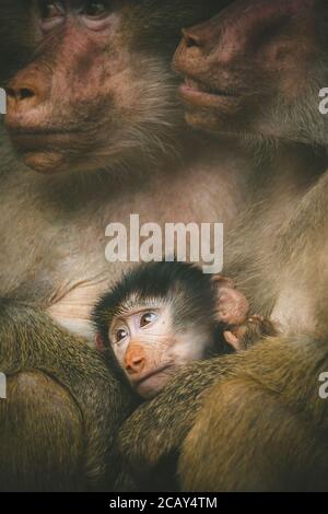 Un portrait en gros plan d'un singe gris jaune coloré singe sacré babouin Papio hamadryas primate famille mâle femme enfant bébé assis au zoo, Th Banque D'Images