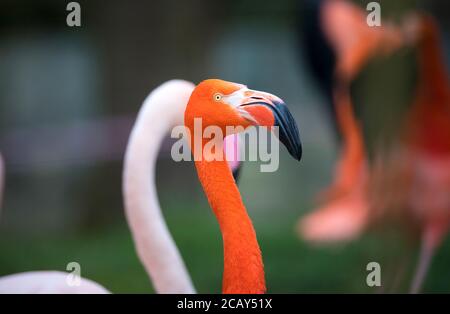 Vue en gros plan d'oiseau de Flamingo, beau plumage, tête, long neg, bec, oeil dans son environnement et avec fond d'eau, éclaboussures i Banque D'Images