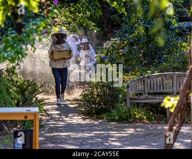 Apiculture et récolte de miel à Grevenbroich, Allemagne Banque D'Images