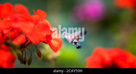 Un faucon-moth de colibri Macroglossum stellatarum nourrissant le nectar de la fleur de chardon laineux., la meilleure photo. Banque D'Images