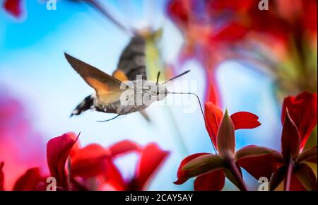 Un faucon-moth de colibri Macroglossum stellatarum nourrissant le nectar de la fleur de chardon laineux., la meilleure photo. Banque D'Images