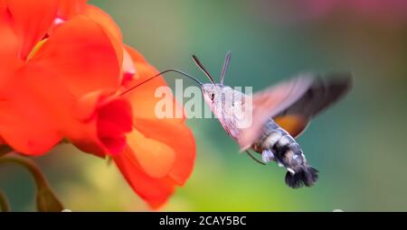 Un faucon-moth de colibri Macroglossum stellatarum nourrissant le nectar de la fleur de chardon laineux., la meilleure photo. Banque D'Images