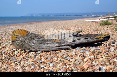 Driftwood sur la plage de galets de Normans Bay, Sussex, Angleterre. Banque D'Images
