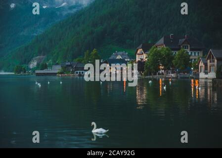 De cygnes dans le lac de hallstatt ville le contexte Banque D'Images