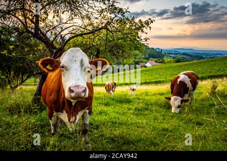 Vaches paissant sur un joli pâturage vert aux vignobles Banque D'Images