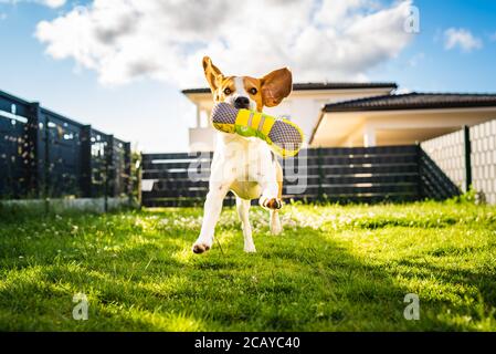 Le joli chien de beagle tricolore se dirige vers l'appareil photo avec le jouet sa bouche Banque D'Images