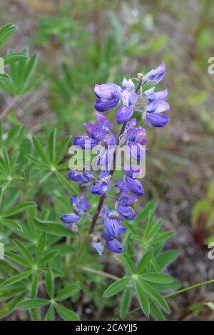 Lupin Nootka à Sunrise, en Alaska, sur la péninsule de Kenai Banque D'Images