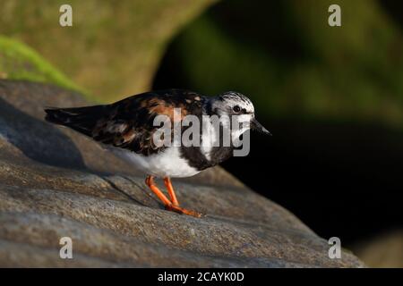 Plumage d'été Ruddy Turnstone à Sheringham. Banque D'Images