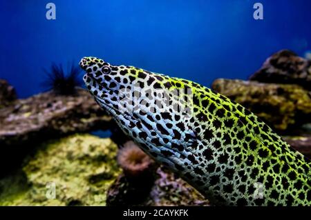 La meilleure photo, Gymnothorax favagineus lacé dans le récif de corail Banque D'Images