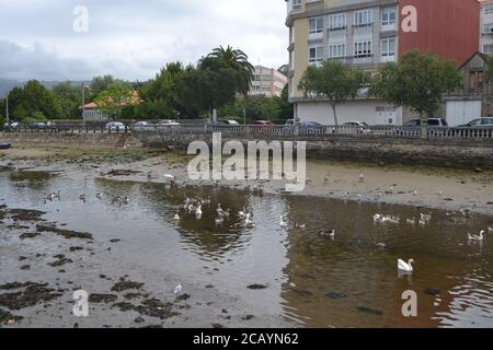 Oies dans la rivière Condomias, à Cedeira, CORUA, Galice, Espagne Banque D'Images