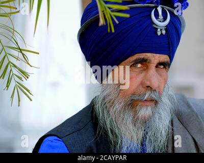 Le guerrier Sikh indien âgé (akali nihang) avec le turban du guerrier bleu (bastar bunga) regarde la caméra. Banque D'Images