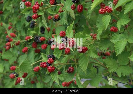 Enfield, Royaume-Uni. 8 août 2020. Une vue sur les framboises mûres à la ferme Pick You Own.Pick Your Own Crop Farms est un « événement » d'été populaire au Royaume-Uni avec des gens qui vont cueillir des produits frais de ferme dans les fermes participantes. Crédit : David Mbiyu/SOPA Images/ZUMA Wire/Alay Live News Banque D'Images