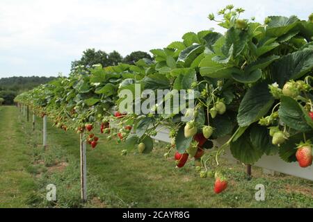 Enfield, Royaume-Uni. 8 août 2020. Une vue sur les fraises mûres à la ferme Pick You Own.Pick Your Own Crop Farms est un « événement » d'été populaire au Royaume-Uni avec des gens qui vont cueillir des produits frais de ferme dans les fermes participantes. Crédit : David Mbiyu/SOPA Images/ZUMA Wire/Alay Live News Banque D'Images