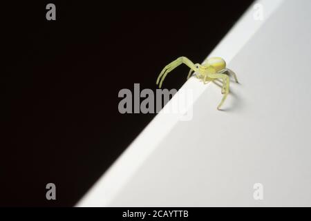 Scène abstraite, petite araignée jaune à pieds noirs explore la division entre les moitiés noire et blanche de l'image avec ses longues pattes. Copier l'espace. Banque D'Images