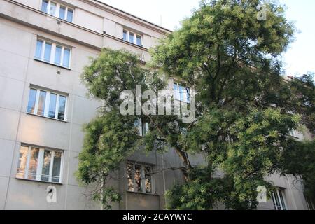 Dans une rue appelée Biskupcova à Prague, en République tchèque, il y a des arbres chinois, également appelés arbres de pagodes japonais - Styphnolobium japonicum. Banque D'Images