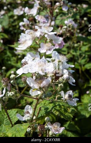 Gros plan sur un Rubus sauvage de brousse de blackberry Fruticosus UN arbuste épineux qui a des fleurs roses ou blanches et baies noires comestibles à la fin de l'été Banque D'Images