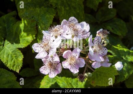 Gros plan sur un Rubus sauvage de brousse de blackberry Fruticosus UN arbuste épineux qui a des fleurs roses ou blanches et baies noires comestibles à la fin de l'été Banque D'Images