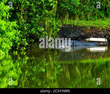 Sarasota, États-Unis, 8 août 2020. Un alligator américain (alligator mississippiensis) se trouve au bord d'un étang à Sarasota, en Floride. Crédit: Enrique S. Banque D'Images