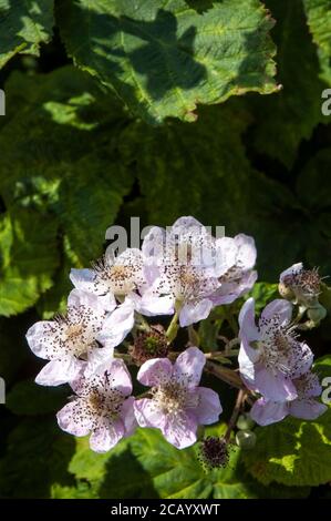 Gros plan sur un Rubus sauvage de brousse de blackberry Fruticosus UN arbuste épineux qui a des fleurs roses ou blanches et baies noires comestibles à la fin de l'été Banque D'Images