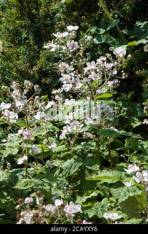 Fleurir sur une brousse sauvage Rubus fruticosus UNE épineuse arbuste à fleurs roses ou blanches et noir comestible baies à la fin de l'été et en automne Banque D'Images