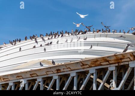 Mouettes, pigeons reposant sur un toit en métal blanc. Usine de recyclage. Bordo de xochiaca. Mexique Banque D'Images