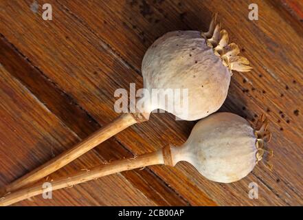 Faible foyer têtes de graines de pavot et graines de pavot noir, sur un Banc en bois, Papaver somniferum Banque D'Images