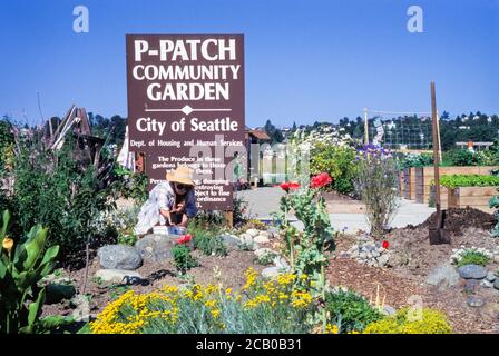 Femme travaillant dans P-Patch Community Garden, Seattle, Washington, États-Unis Banque D'Images