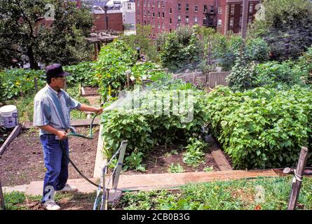 Homme arrosoir Denny Wu P Patch, jardin communautaire, International District, Seattle, Washington, États-Unis Banque D'Images