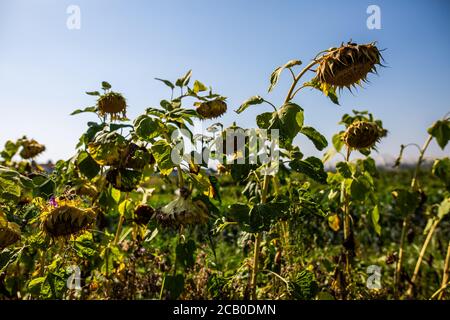 Bad Krozingen, Allemagne. 09e août 2020. Des tournesols séchés se tiennent dans un champ et laissent leurs têtes pendre. En raison des températures élevées et de la sécheresse persistante, l'Allemagne connaît actuellement une période de sécheresse historique. Credit: Philipp von Ditfurth/dpa/Alay Live News Banque D'Images