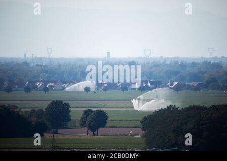 Bad Krozingen, Allemagne. 09e août 2020. Plusieurs systèmes de gicleurs irriguent un champ. En raison des températures élevées et de la sécheresse persistante, l'Allemagne connaît actuellement une période de sécheresse historique. Credit: Philipp von Ditfurth/dpa/Alay Live News Banque D'Images