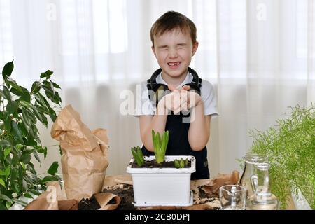 Le garçon est engagé dans la plantation d'hyacinthes. Se joint les mains dans le château, se coud les yeux et sourit. Banque D'Images