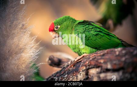 Le parakeet de Cordillère Psittacara frontatus portrait dans la lumière de l'après-midi. Perroquet d'Amérique du Sud avec front rouge assis sur une branche. Le meilleur p Banque D'Images