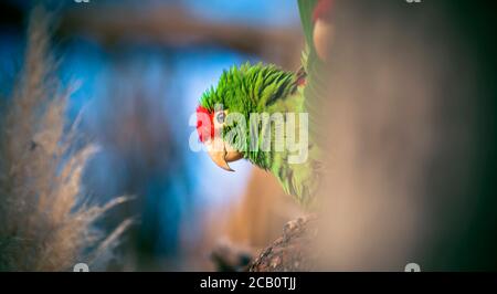 Le parakeet de Cordillère Psittacara frontatus portrait dans la lumière de l'après-midi. Perroquet d'Amérique du Sud avec front rouge assis sur une branche. Le meilleur p Banque D'Images