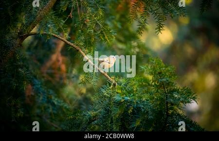 goldcrest assis sur la branche de l'épinette Regulus regulus le plus petit oiseau de la nature. Le goldcrest est un très petit oiseau de passereau Banque D'Images