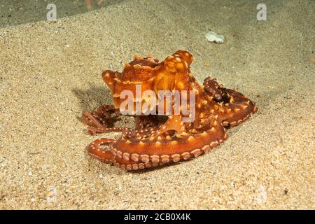 Le poulpe de nuit ou très orné, Octopus ornatus, se trouve uniquement la nuit où le récif se termine et où commence le sable. Hawaï. Banque D'Images